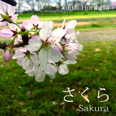 Sakura -Cherry Blossom-