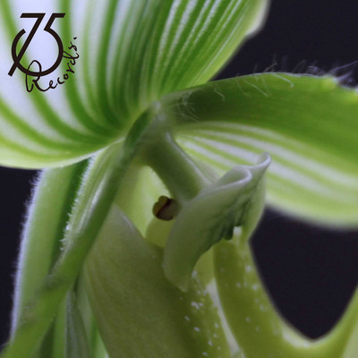 Kalanchoe "Green apple"