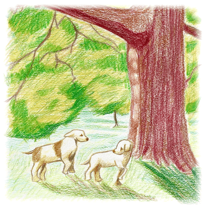 Down by the Salley Gardens (Irish Traditional)