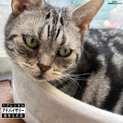 Kyou Ha Nanimoshitakunai Hi