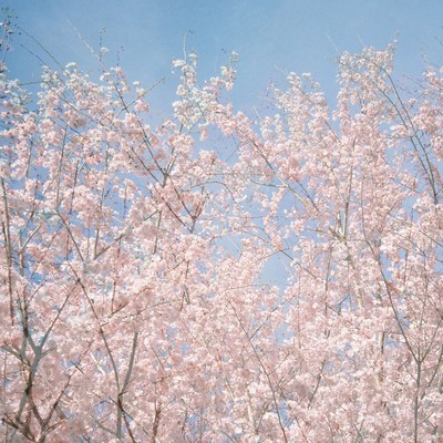 Shun Ka Shu Tou