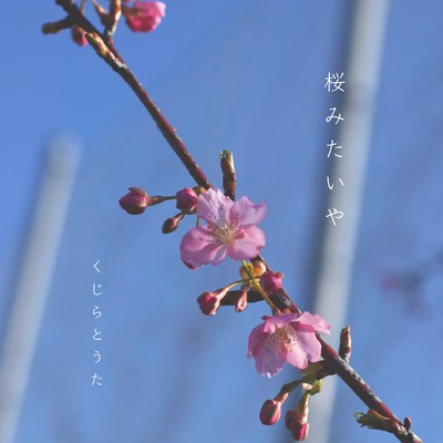 cherry blossoms