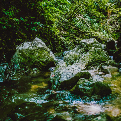 Nature Sound of OKINAWA -Deep Forest- vol.1