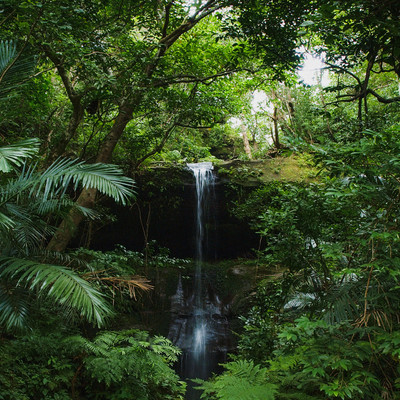 Nature Sound of OKINAWA -Deep Forest- vol.2
