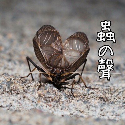 The Voice of Insects