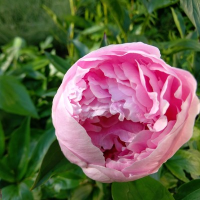 Rita Jean (feat. Eli Pandolfi, Seina Maret, Karin Hasumi & Carl Pandolfi)