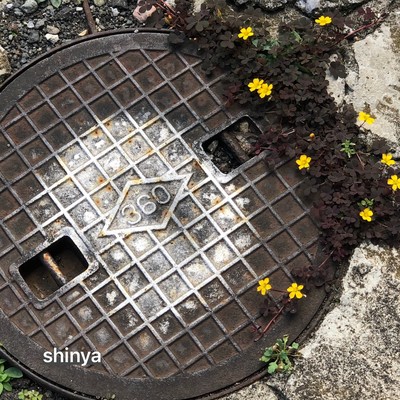 shinya