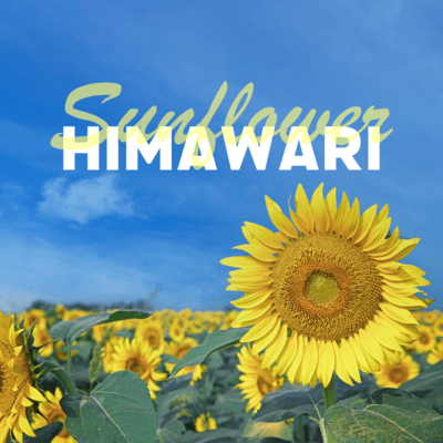 HIMAWARI ~Sunflower~