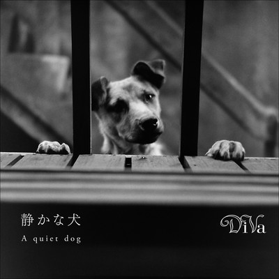 A quiet dog