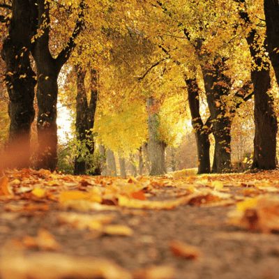 Autumn Wind