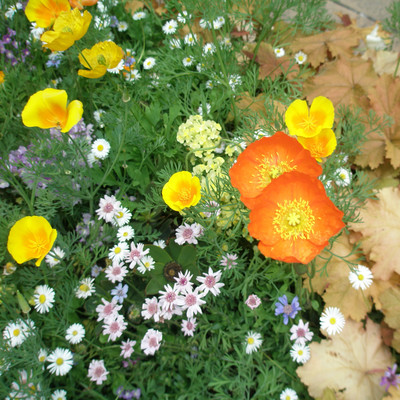 In The Flower