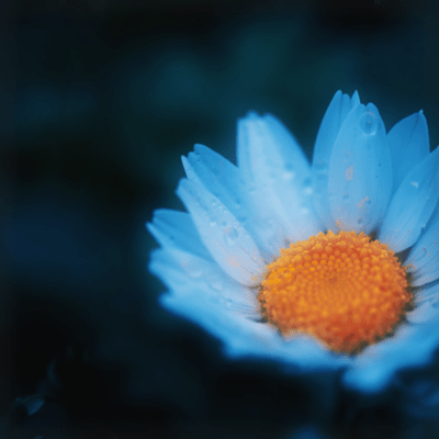 Sweep of Bloom