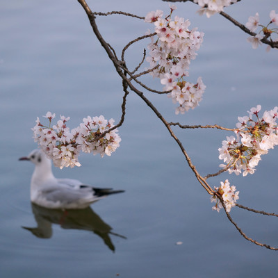 Sakura - The song of the Cherry Blossom -