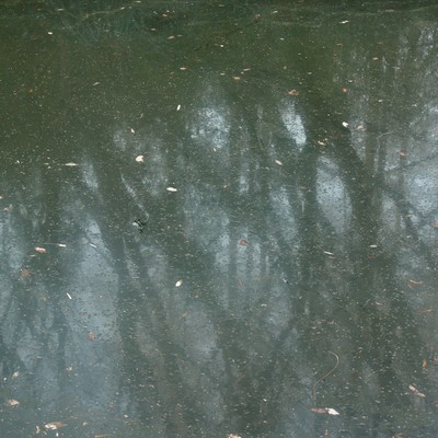 Mirror of the Forest