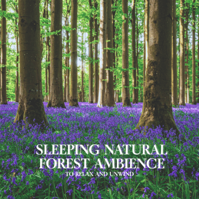Sleeping Natural Forest Ambience to Relax and Unwind