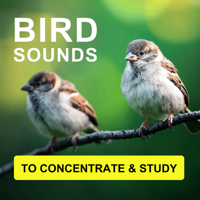 Bird Sounds To Concentrate & Study
