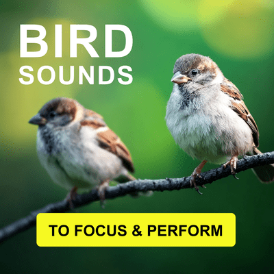 Bird Sounds To Focus & Perform