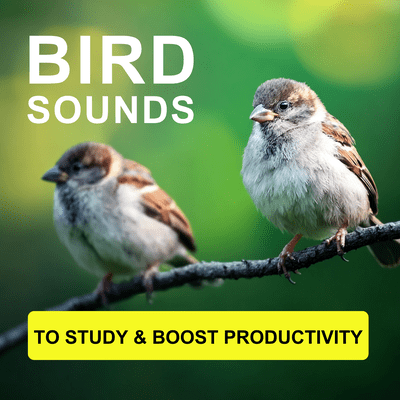 Bird Sounds To Study & Boost Productivity