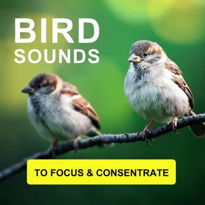 Bird Sounds To Focus & Consentrate