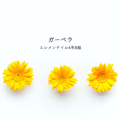 Gerbera