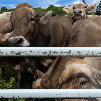 Fucked Up In A Blanket