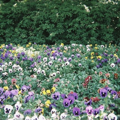 pansy