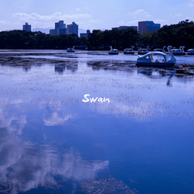 Swan
