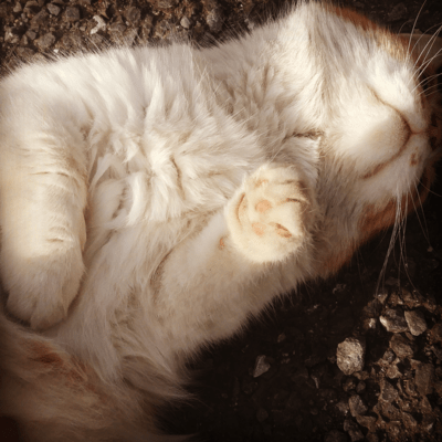 FIGARO