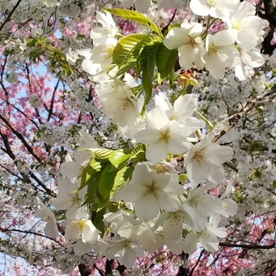 Early spring sun