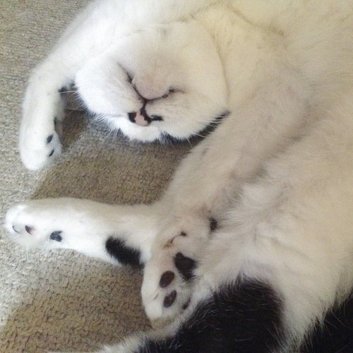 cat or die
