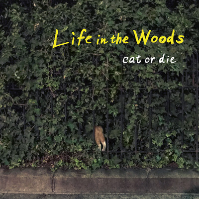 Life in the Woods