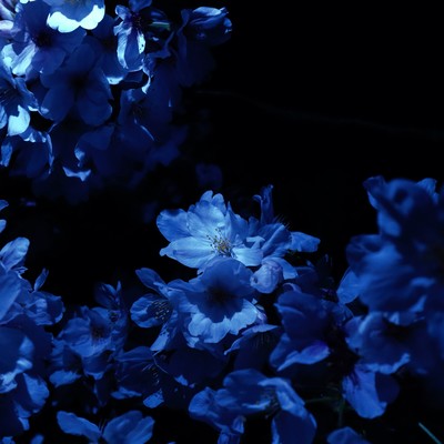 Rain by the Blue
