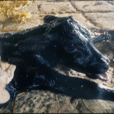 Newborn