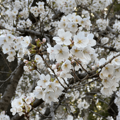 Sakurasaku, maichiruyouni