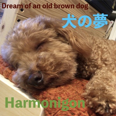 Dream of an old brown dog