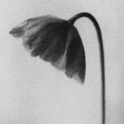 Sanguine Clay (feat. Lil Summer)