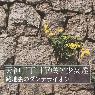 Dandelion in the back alley