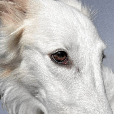 Tame a Hound
