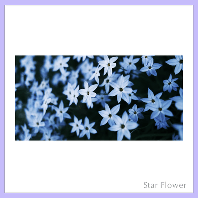 Star Flower