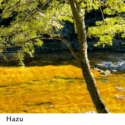 Hazu