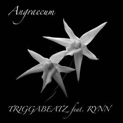 Angraecum