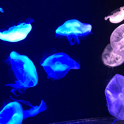 Sounds from the Deep Sea