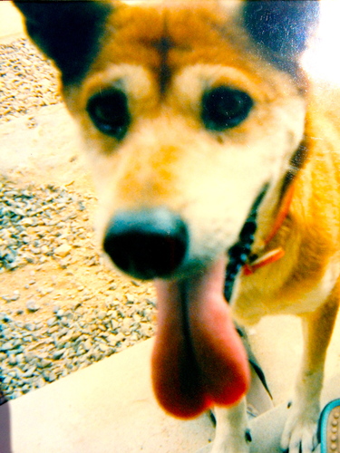 the-dog-John