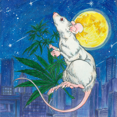 High Rat β
