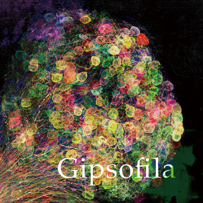 Gipsofila