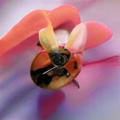 bees will come