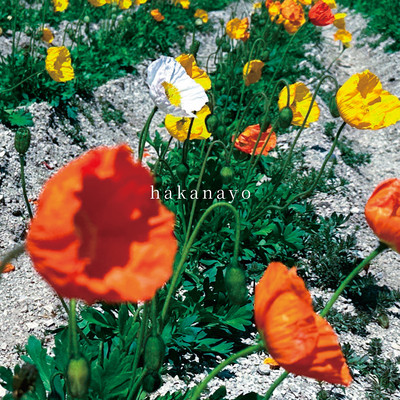 hakanayo