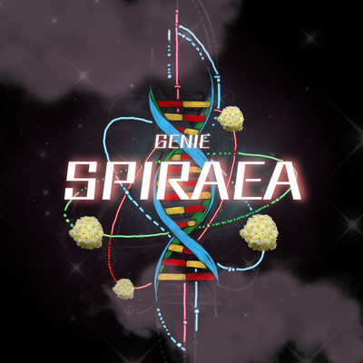 SPIRAEA