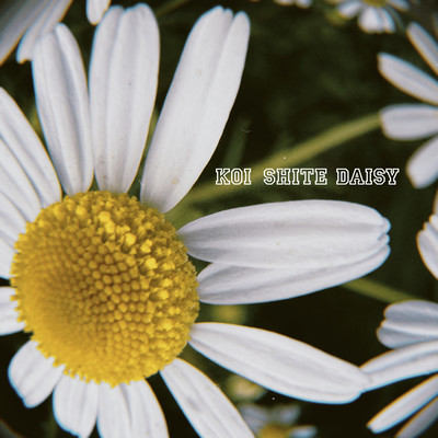 Daisy Fall in Love