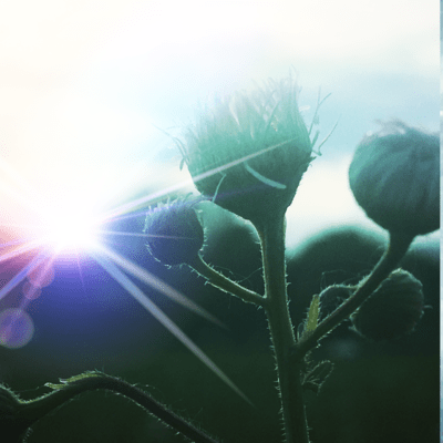 432Hz Wind School of Wind Forest